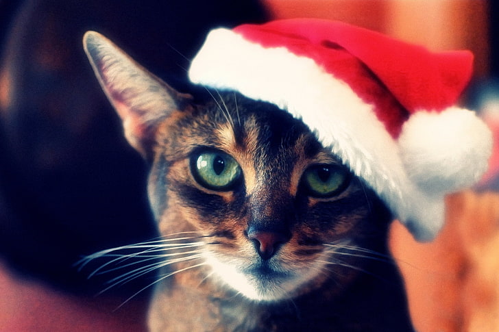 brown and black cat, cat, face, hat, red, striped, Christmas, HD wallpaper