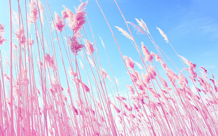 digitale Tapete der rosa petaled Anlage, Gras, Rosa, Himmel, HD-Hintergrundbild