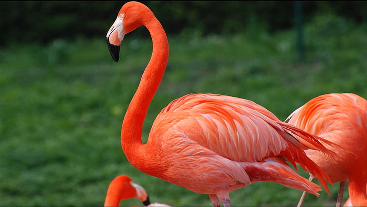 Red Flamingo Desktop Wallpaper Hd สำหรับโทรศัพท์มือถือและแล็ปท็อป, วอลล์เปเปอร์ HD