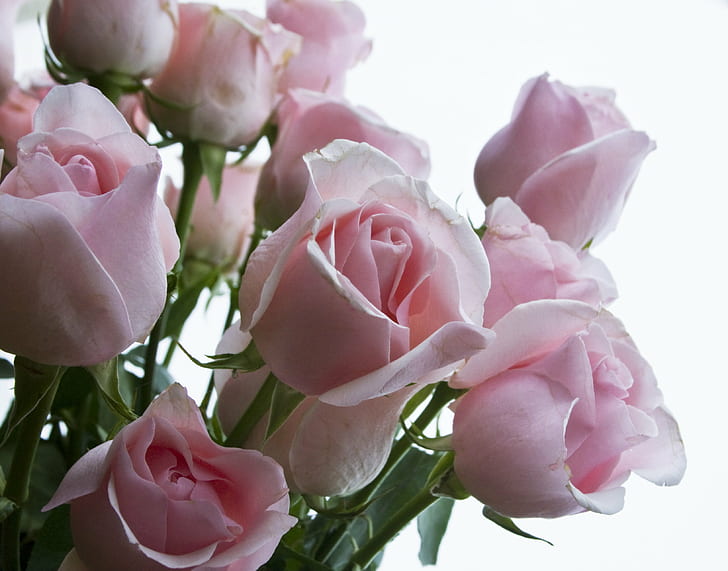 różowe róże kwiaty, róże, okno, różowy, róże, kwiaty, whiteground, natura, różowy Kolor, bukiet, płatek, kwiat, róża - kwiat, zbliżenie, romans, miłość, roślina, świeżość, Tapety HD