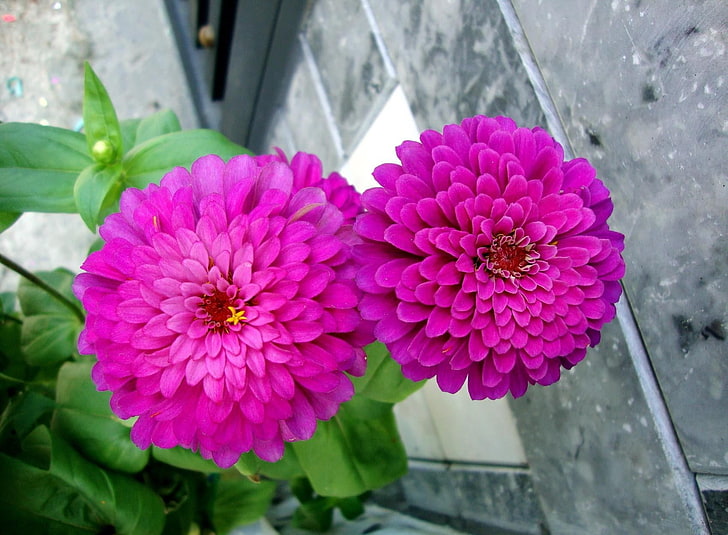 two pink flowers, zinnias, flowers, pair, close up, flowerbed, green, HD wallpaper