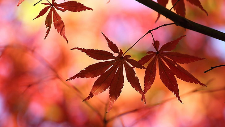 brązowe liście klonu, liście, natura, jesień, niewyraźne, Tapety HD