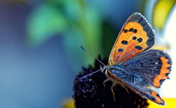 Last Days Of Summer, copper butterfly, Animals, Insects, summer, macro, insect, butterfly, HD wallpaper
