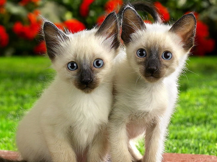 two white-and-brown Siamese kittens, kittens, couple, look, care, HD wallpaper