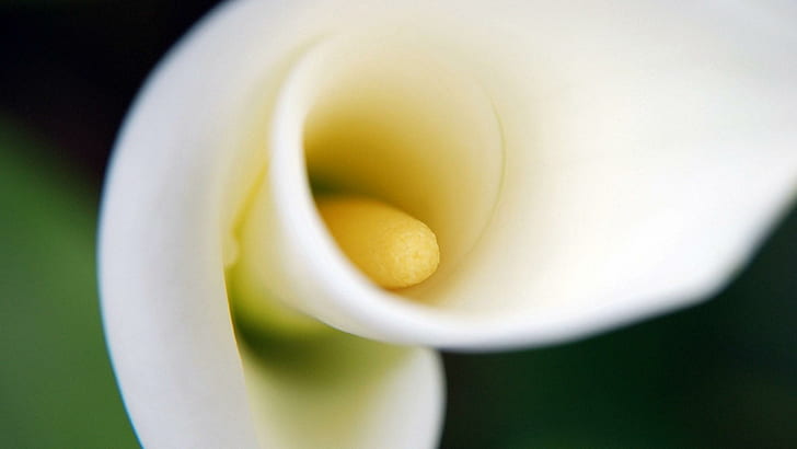Flower Calla Close-Up, flower, calla, close-up, HD wallpaper