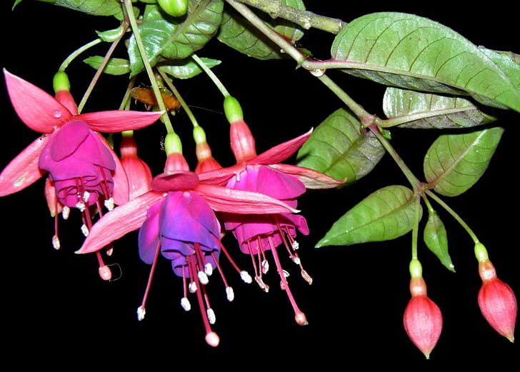Fuchsia, Bunga, Benang Sari, Close-up, Latar belakang hitam, Wallpaper HD
