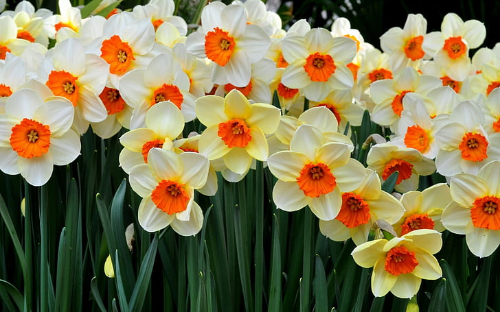 Красиви цветя, много нарциси, бяло-червено-жълти цветя, красиви, цветя, много, нарциси, HD тапет