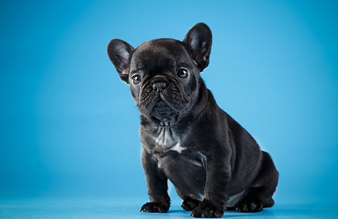 black, cute, puppy, French bulldog, HD wallpaper HD wallpaper