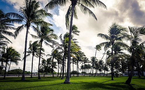 Палми, плаж, Маями, Флорида, САЩ, Палма, дървета, плаж, Маями, Флорида, САЩ, HD тапет HD wallpaper