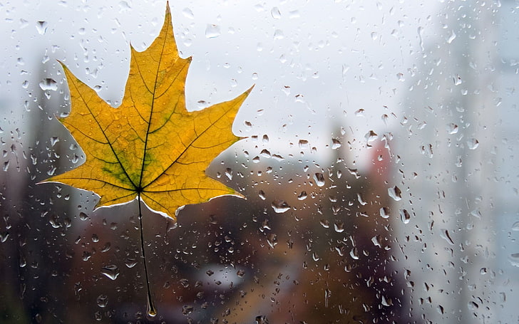 Maple leaf plant, glass, water, drops, macro, yellow, background, rain, HD  wallpaper | Wallpaperbetter