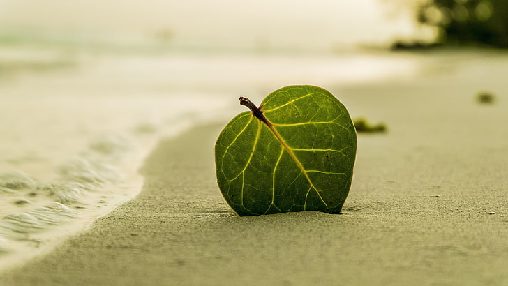 yaprak, plaj, kum, sahil, kıyı, yeşil yaprak, kumlu plaj, natürmort fotoğraf, HD masaüstü duvar kağıdı