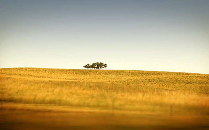 árbol verde, árbol verde en medio del campo de hierba, cambio de inclinación, paisaje, naturaleza, Fondo de pantalla HD
