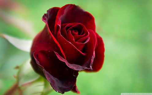 1920x1200, Róża, czerwona, kwiaty 4k, hd, Tapety HD HD wallpaper