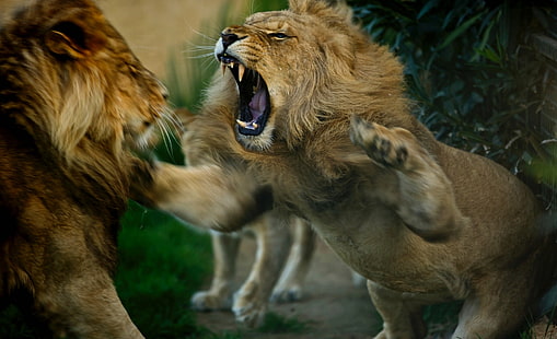 Котки, лъв, голяма котка, битка, хищник (животно), HD тапет HD wallpaper