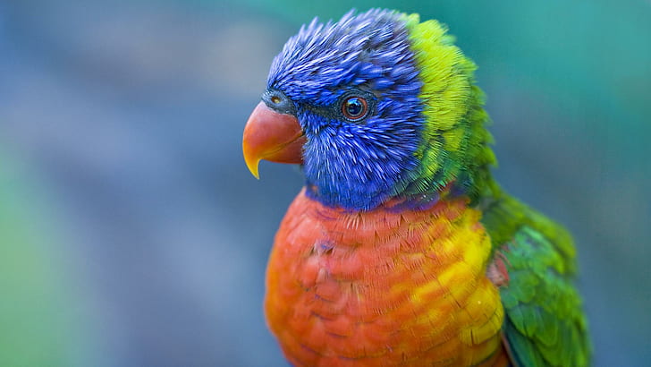 ภาพนกสีฟรีนกนกสีรูปภาพ, วอลล์เปเปอร์ HD