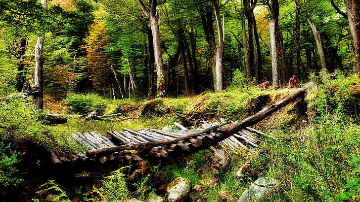 ponte de madeira cinza, floresta, natureza, árvores, paisagem, ponte, HD papel de parede