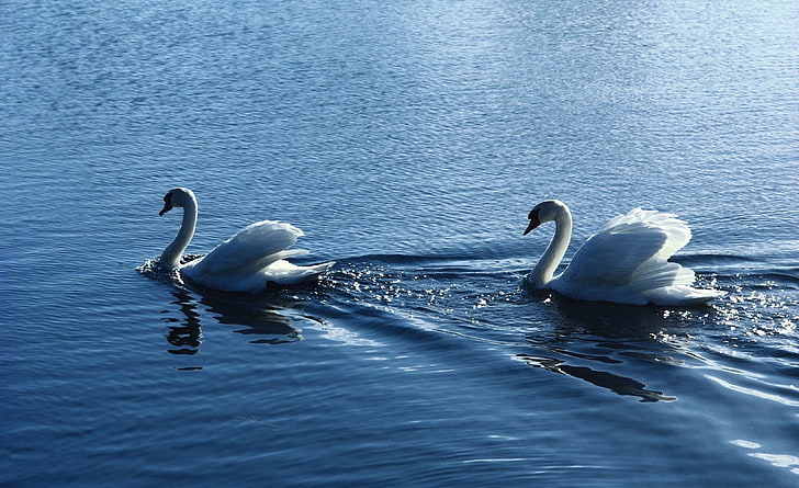 White Swans, two white swans, Animals, Birds, Swans, White, HD wallpaper