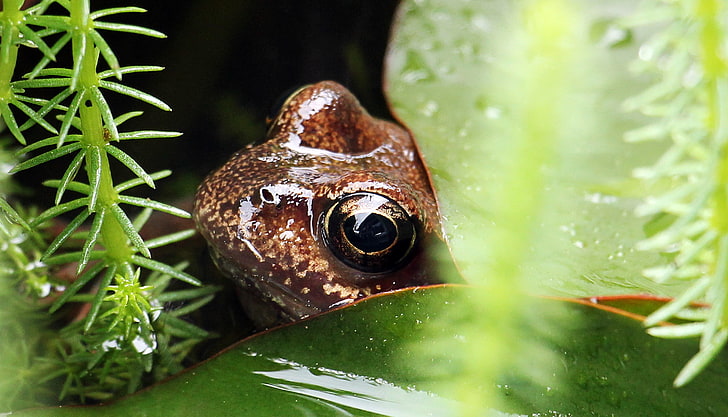 brown frog, frog, lily, leaf, grass, drops, HD wallpaper