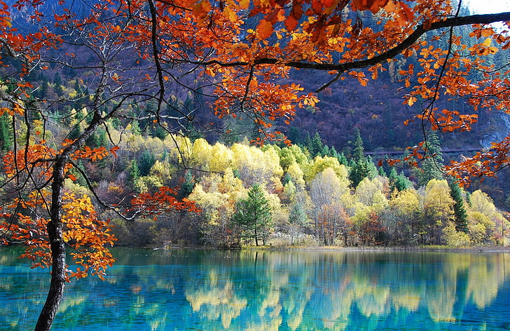 pond, trees, fall, red leaves, reflection, HD wallpaper