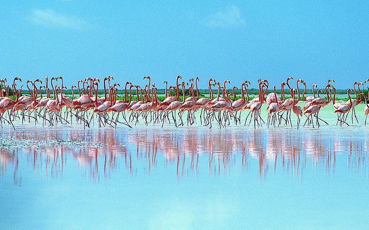 stado flamingów, stado, różowe flamingi, odbicie, Tapety HD