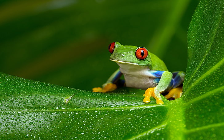Жаби, жаба с червени очи, дървесна жаба, HD тапет