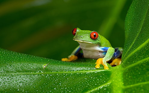 Жаби, жаба с червени очи, дървесна жаба, HD тапет HD wallpaper