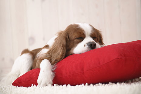 Sleeping puppy with red pillow, tan and white cavalier king charles spaniel, with, sleeping, puppy, pillow, animals, HD wallpaper HD wallpaper