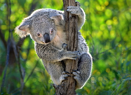 Animales, Koala, Bokeh, Fondo de pantalla HD HD wallpaper