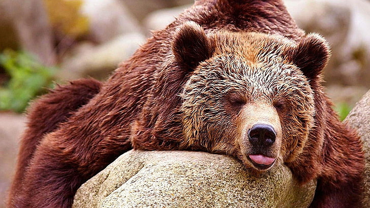 brown bear, cute, bear, terrestrial animal, fauna, fur, sleep, wildlife, tongue, predator, nose, HD wallpaper