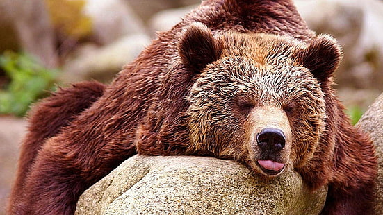 brown bear, cute, bear, terrestrial animal, fauna, fur, sleep, wildlife, tongue, predator, nose, HD wallpaper HD wallpaper