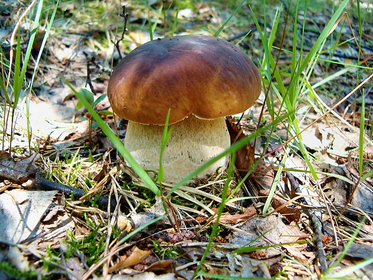 brown mushroom, cep, earth, grass, leaves, HD wallpaper
