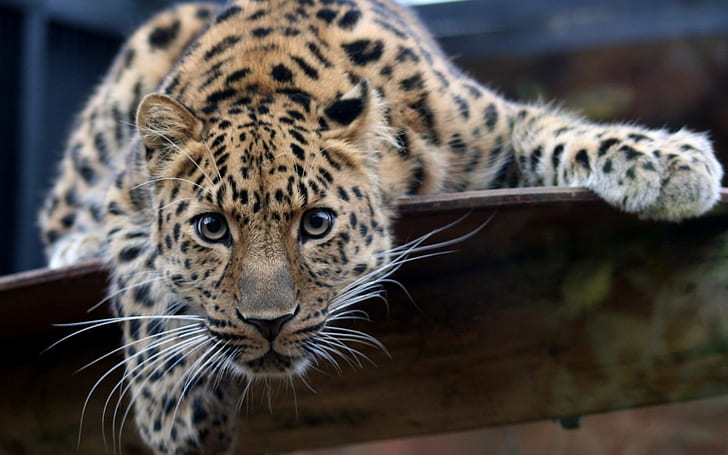 Koty, Jaguar, Big Cat, Wildlife, Predator (Animal), Tapety HD