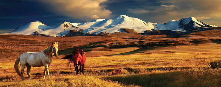 Mongolia, ötüken, horse, mountains, HD wallpaper