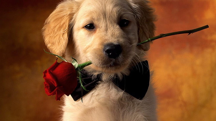 개, 장미, 귀여운, 로맨틱, HD 배경 화면