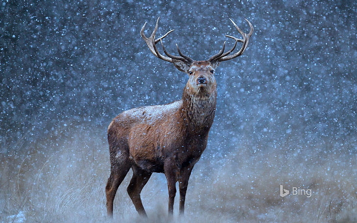 brown reindeer, deer, Bing, HD wallpaper