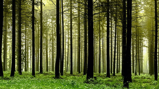 лес, лесистая местность, вечнозеленый лес, еловый лес, роща, дерево, ствол, солнечный свет, HD обои HD wallpaper