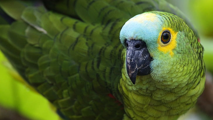 Green Parrot, green, color, feathers, beak, parrot, Bird, HD wallpaper