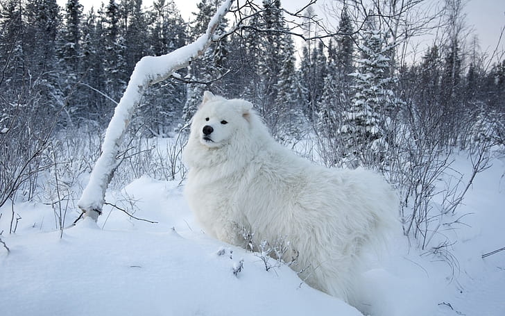 White samoyed dog, snow, trees, White, Samoyed, Dog, Snow, Trees, HD wallpaper