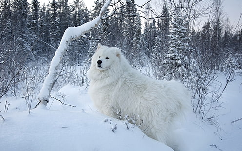 Cane bianco samoiedo, neve, alberi, bianco, samoiedo, cane, neve, alberi, Sfondo HD HD wallpaper