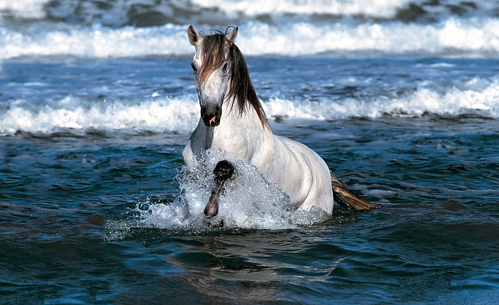 Cavallo bianco in esecuzione in acqua, cavallo bianco e marrone, animali, cavalli, bianco, acqua, cavallo, in esecuzione, Sfondo HD