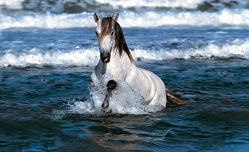 Cavallo bianco in esecuzione in acqua, cavallo bianco e marrone, animali, cavalli, bianco, acqua, cavallo, in esecuzione, Sfondo HD HD wallpaper