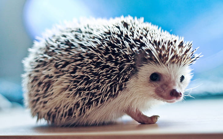 Hedgehog macro photography, Hedgehog, Macro, Photography, HD wallpaper
