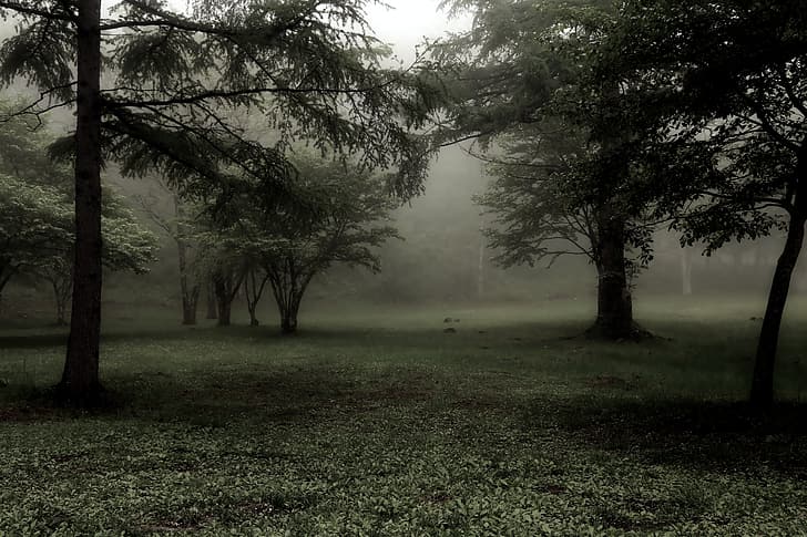floresta, névoa, escuro, verde, silenciado, HD papel de parede