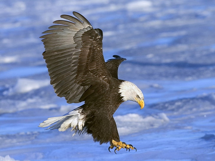 águia, asas, mar, ataque, pássaros, águia americana, HD papel de parede