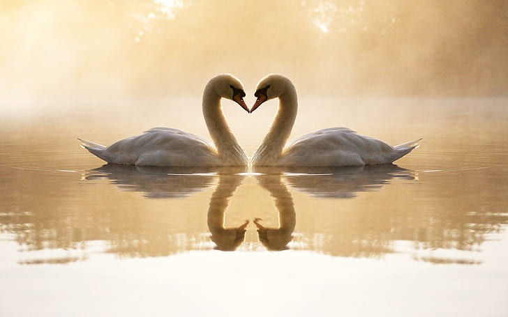 Loving Swans, couple white swan, loving, swans, animals and birds, HD wallpaper