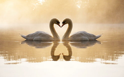 Loving Swans, couple white swan, loving, swans, animals and birds, HD wallpaper HD wallpaper