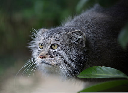 graue Katze, schau, manul, Pallas Cat, HD-Hintergrundbild HD wallpaper