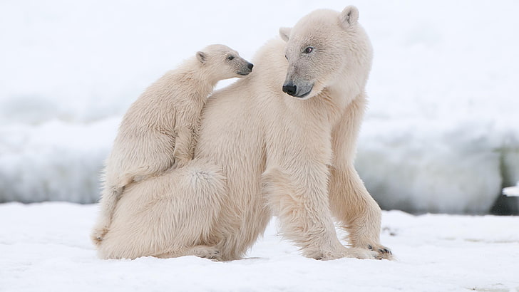 polar bear, bear, cub, mammal, terrestrial animal, arctic, carnivoran, snout, wildlife, fur, mom, cute, parent, baby bear, baby, HD wallpaper