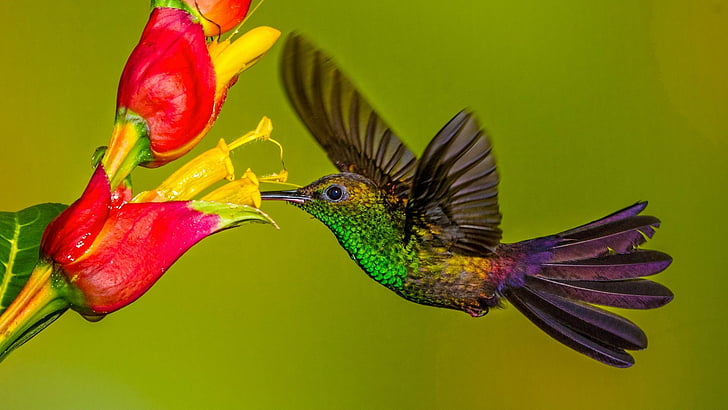 Uccelli, colibrì, uccelli, fiori, fauna selvatica, Sfondo HD