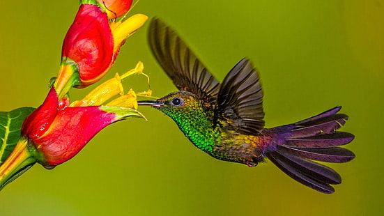 นก, ฮัมมิ่งเบิร์ด, นก, ดอกไม้, สัตว์ป่า, วอลล์เปเปอร์ HD HD wallpaper